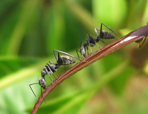 Ants